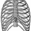 ribs anatomy free clipart