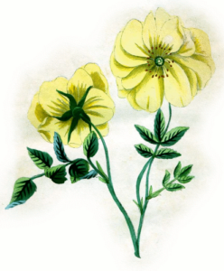 rosa lutescens free clipart