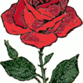 rose drawing free clipart