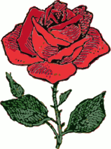 rose drawing free clipart