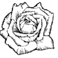 rose sketch free clipart