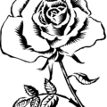 rose sketch stem free clipart