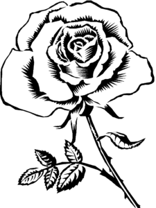 rose sketch stem free clipart