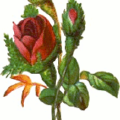 rose two buds free clipart