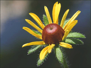 rudbeckia hirta free clipart