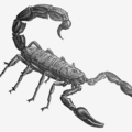 scorpion 1 free clipart