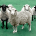 sheep 1 free clipart