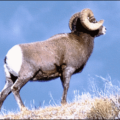 sheep bighorn sheep free clipart