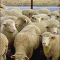 sheep flock of sheep free clipart