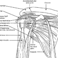 shoulder anatomy diagram free clipart