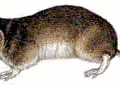 shrew masked free clipart