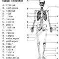 skeleton anatomy labeled free clipart