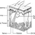 skin diagram anatomy free clipart