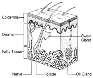 skin diagram anatomy free clipart