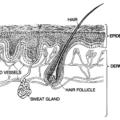 skin epidermis anatomy free clipart