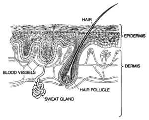 skin epidermis anatomy free clipart