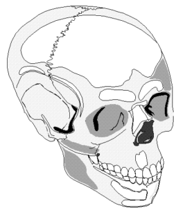 skull 1 free clipart