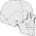 skull 2 free clipart