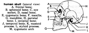 skull anatomy labeled free clipart