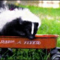 skunk pet free clipart