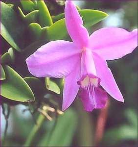 sophronitis sincorana free clipart