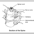 spinal sections anatomy free clipart