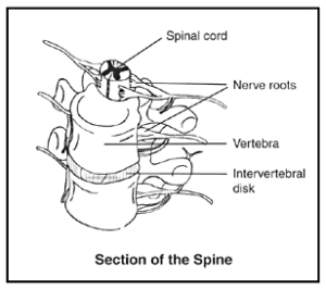 spinal sections anatomy free clipart