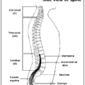 spine anatomy free clipart