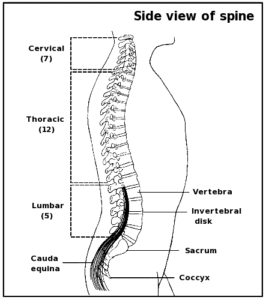 spine anatomy free clipart