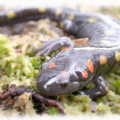 spotted salamander free clipart