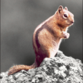 squirrel golden mantled free clipart