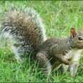 squirrel gray squirrel free clipart