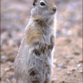 squirrel ground squirrel 2 free clipart