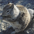 squirrel ground squirrel free clipart