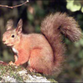 squirrel red squirrel 1 free clipart