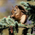 squirrel red squirrel free clipart