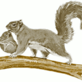 squirrel w baby free clipart