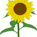 sunflower flower free clipart