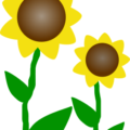 sunflowers free clipart