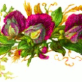 sweet pea blooms free clipart