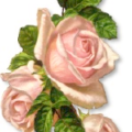 three pink roses free clipart