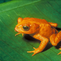 toad golden toad free clipart