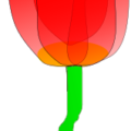 tulip transluscent free clipart