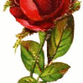 upright rose free clipart