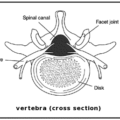 vertebra cross section free clipart