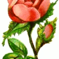 victorian pink rose free clipart