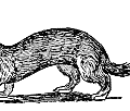 weasel small free clipart