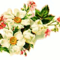 white flowers free clipart