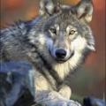 wolf gray wolf free clipart