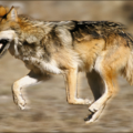 wolf mexican wolf free clipart